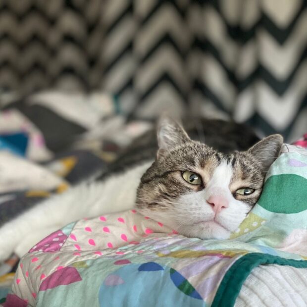 Quiltfolk Cats - Image 4